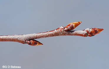 Wild Black Cherry Twig